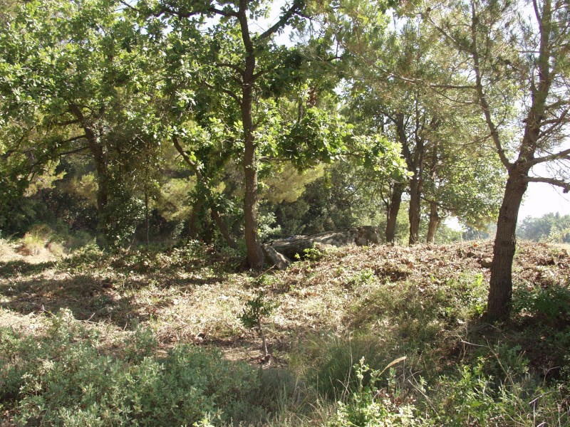 P6152434.jpg